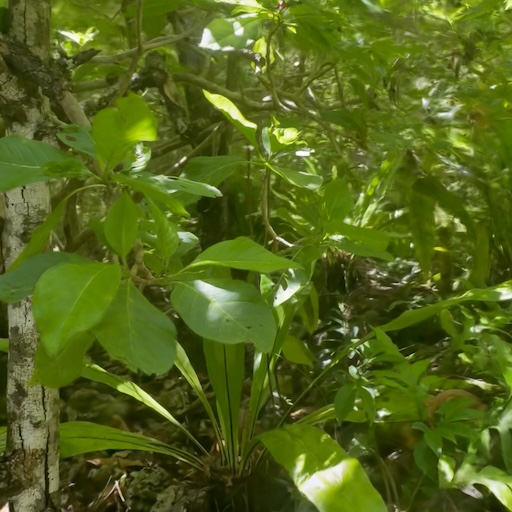 Tavala Tract Plant